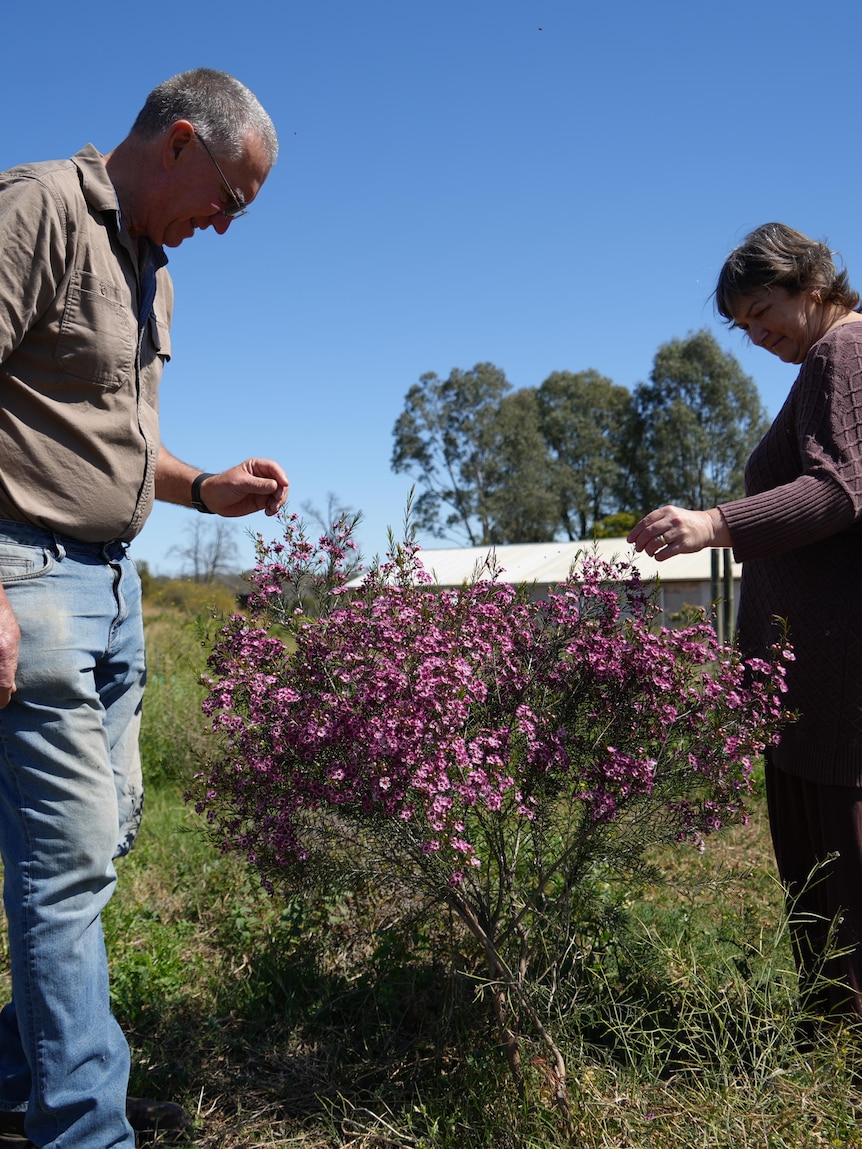 Former vineyard turned into sanctuary for nationally threatened birds