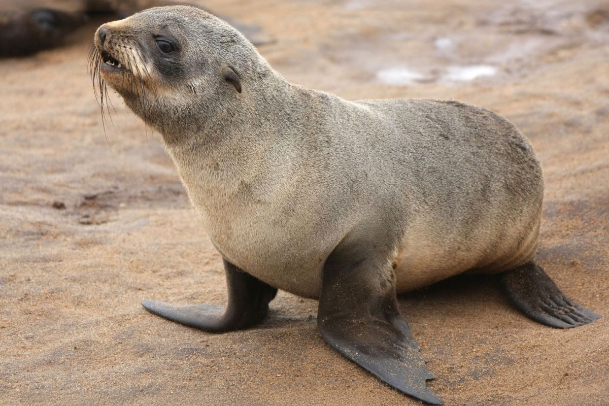 WARNING: 176 people bitten by seals as rabies risk grows