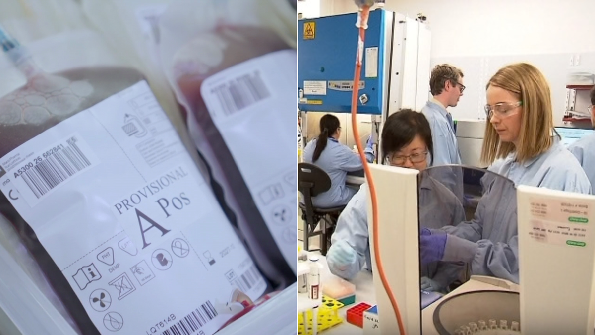 The race to grow blood: Australian scientists chasing lifesaving breakthrough