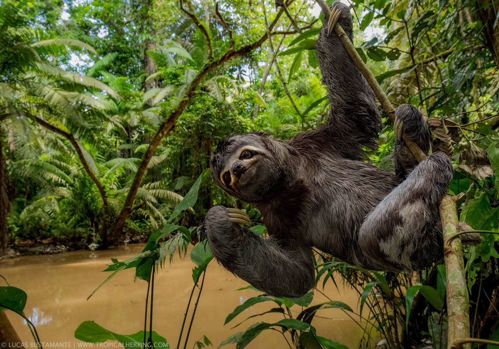 The Secret World of Sloths: Nature’s Slow-Moving Marvels