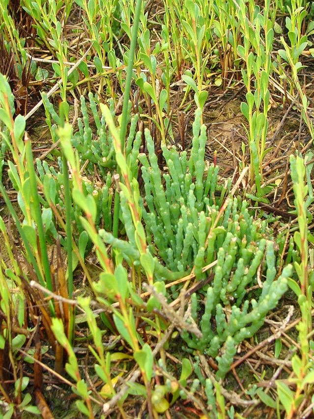 Farmer fined $60k for clearing native vegetation north of Adelaide