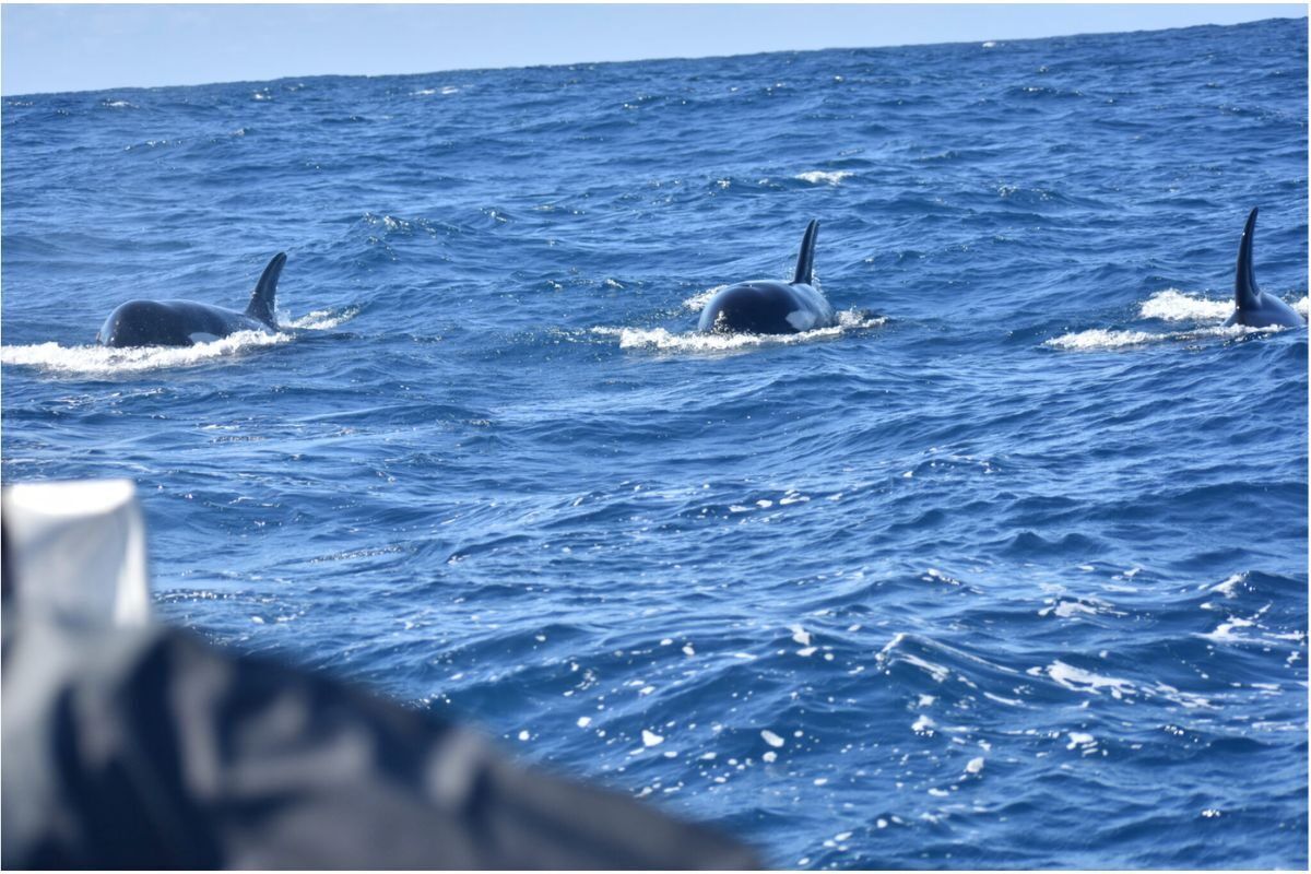 Orcas off Mozambique are suddenly turning up every week, and scientists want to know why