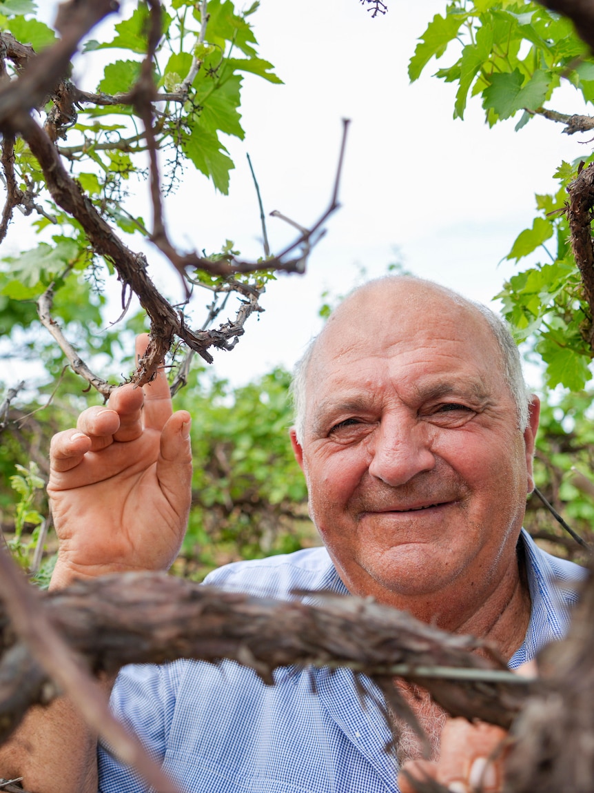 Retiring Riverland grape grower says industry support has come too late