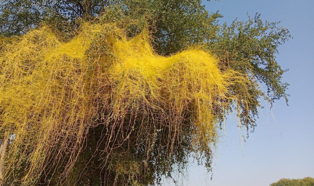 How These Parasitic Vines Don’t Just Steal Nutrients. They Steal Genes, Too
