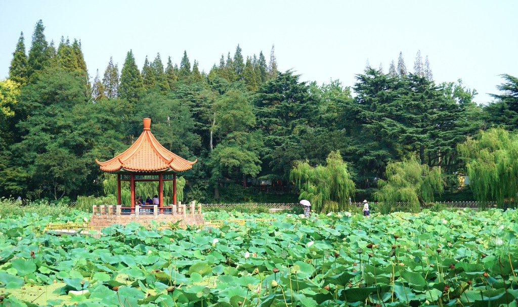 China’s Planted Forests More Vulnerable To Disasters Than Natural Forests