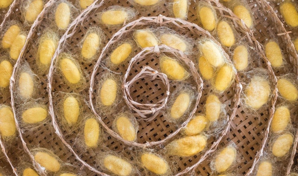 Adding Fiber To Silkworms’ Diet Makes Their Silk Stronger