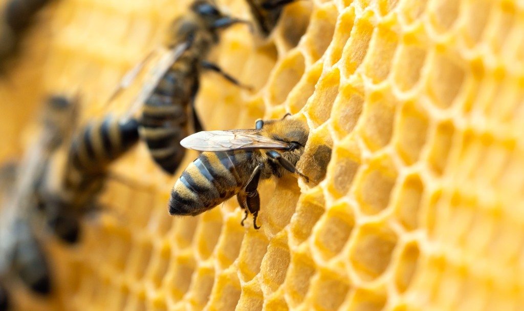 Wax: The Secret Ingredient In Making A Honeybee Queen