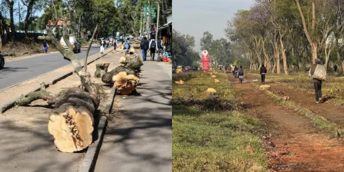 Governor Issues Warning to KURA Over Tree Felling After Outcry