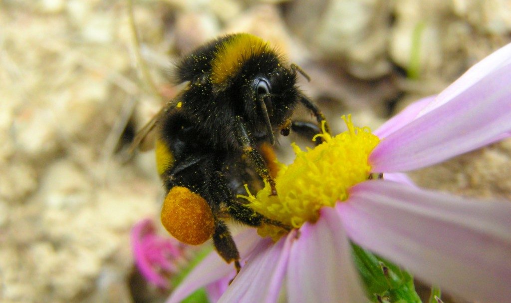 Bumblebees Make ‘Yum’ And ‘Eww’ Faces, Study Finds
