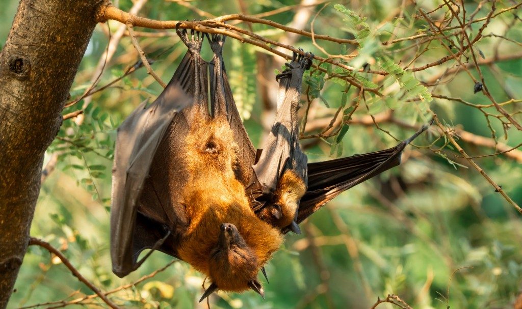 How Bat Moms Find Their Babies In the Dark