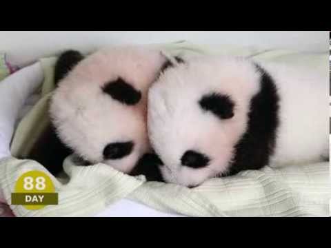 How Beijing combines conservation and trade in panda diplomacy