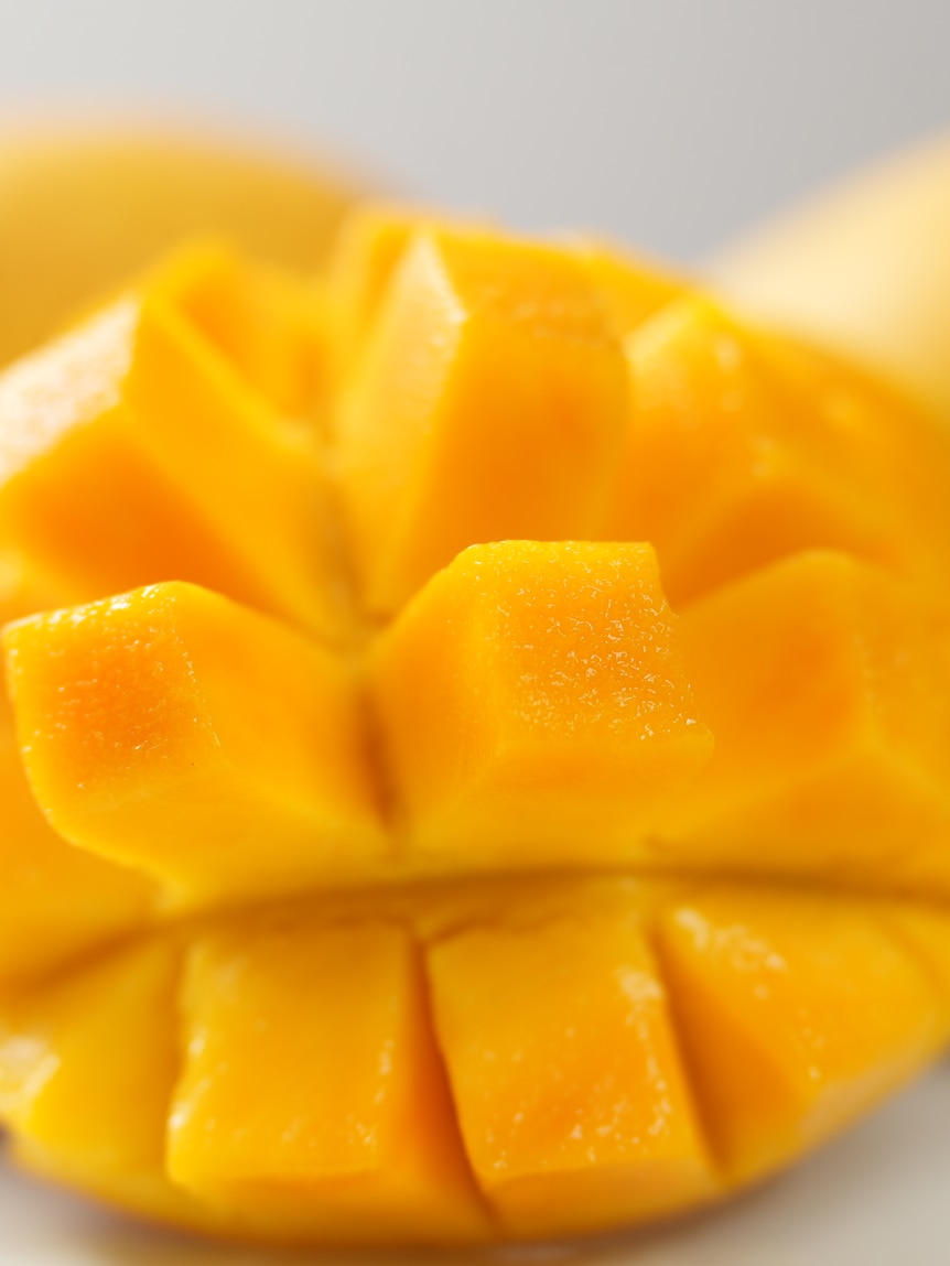 Darwin’s mango harvest historically low after ‘strange’ season for growers