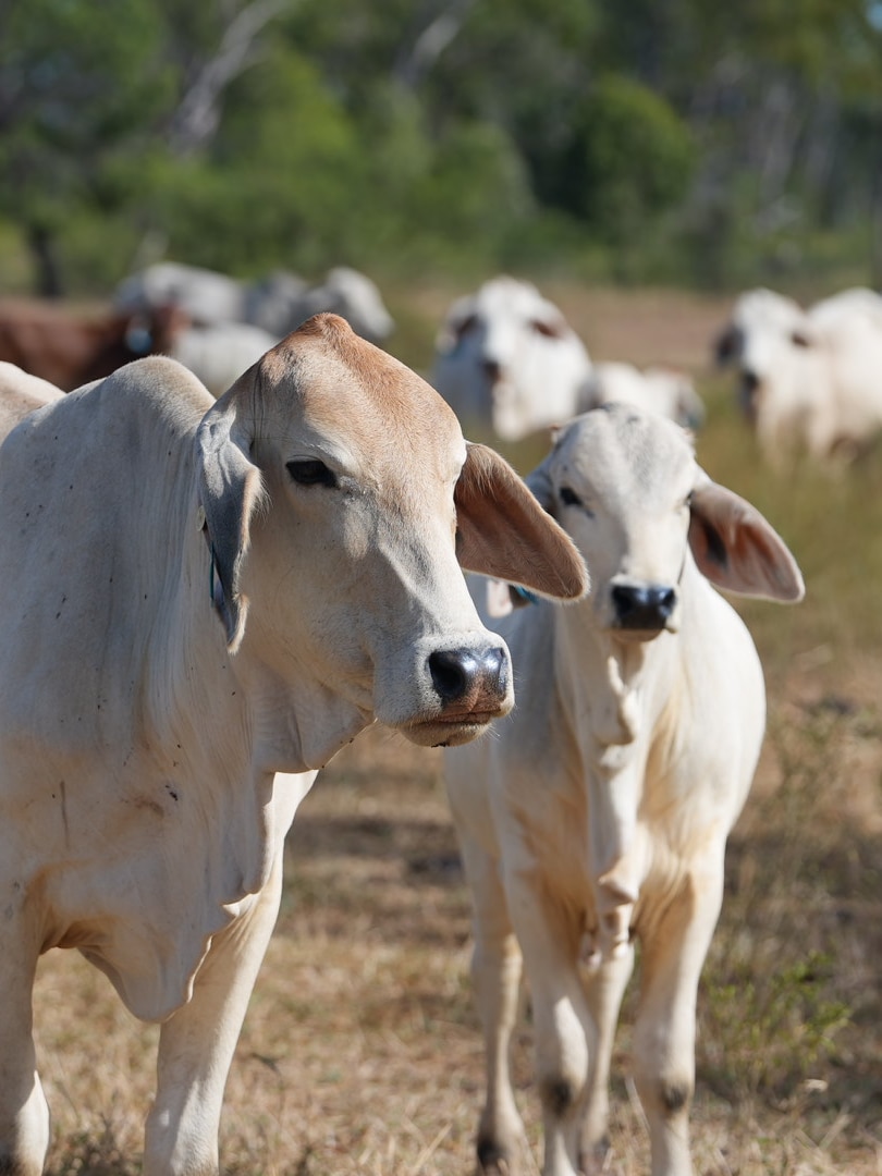 Graziers urged to vaccinate cattle as three-day sickness spreads