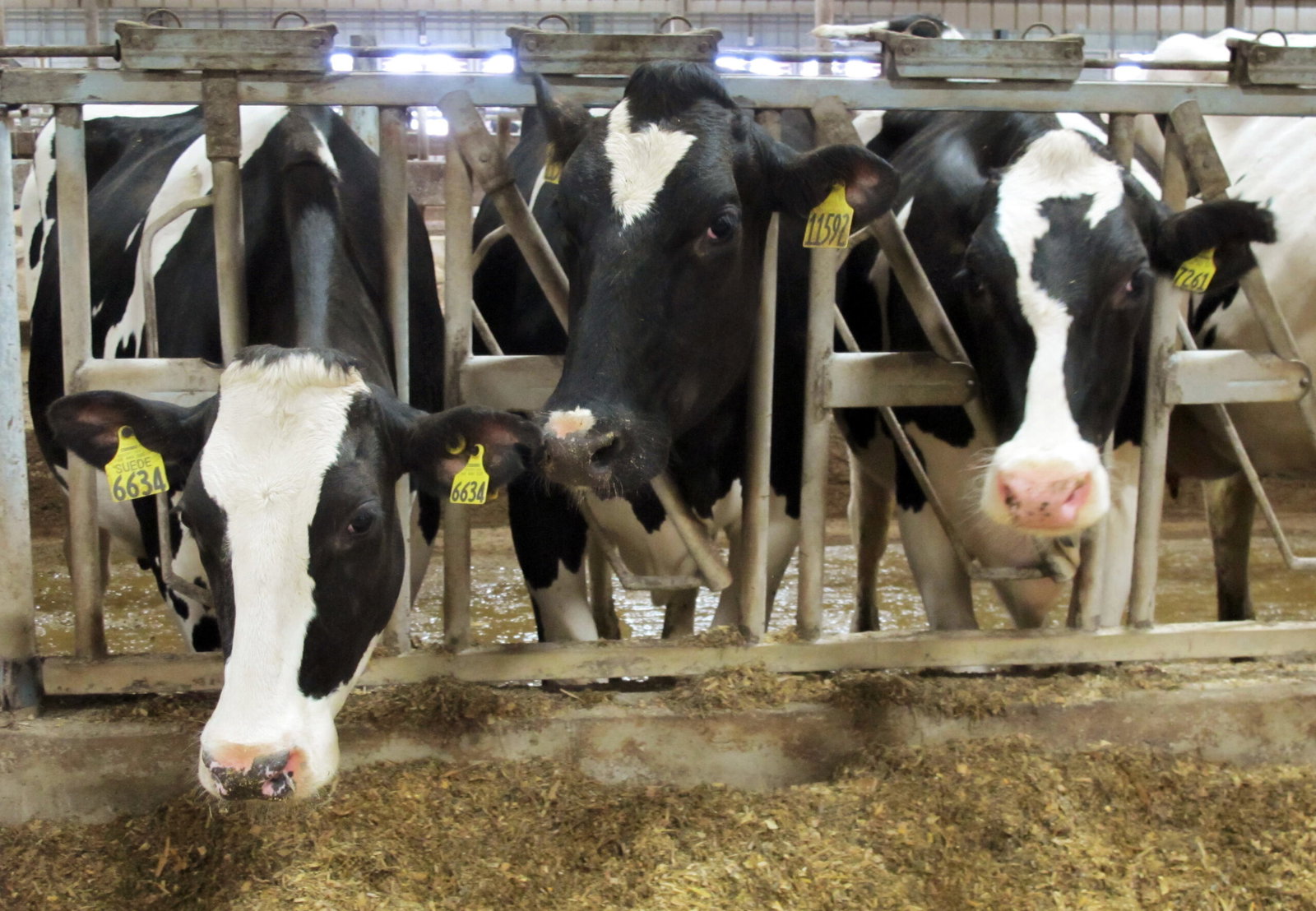 Inside Big Beef’s ’90s Campaign to Rewrite Its Climate Story