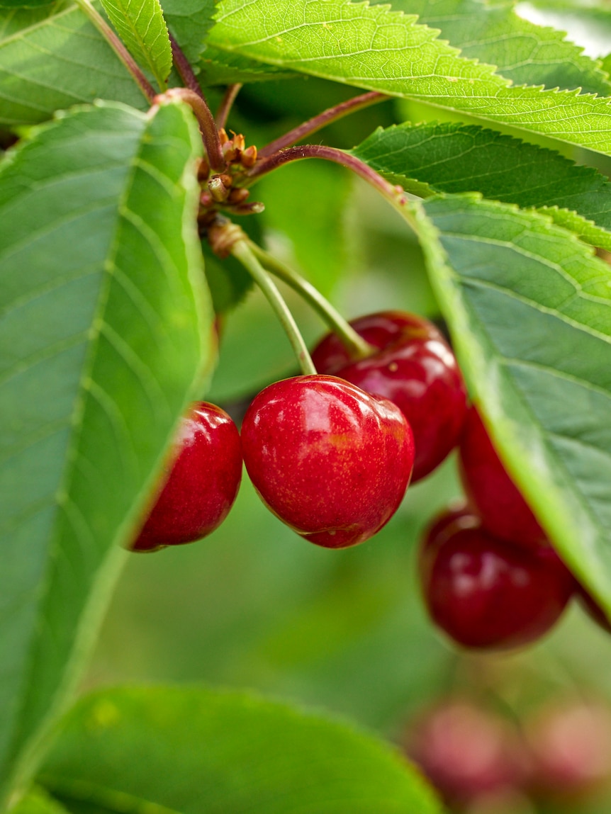 Unique trees stolen from one of SA’s largest cherry producers