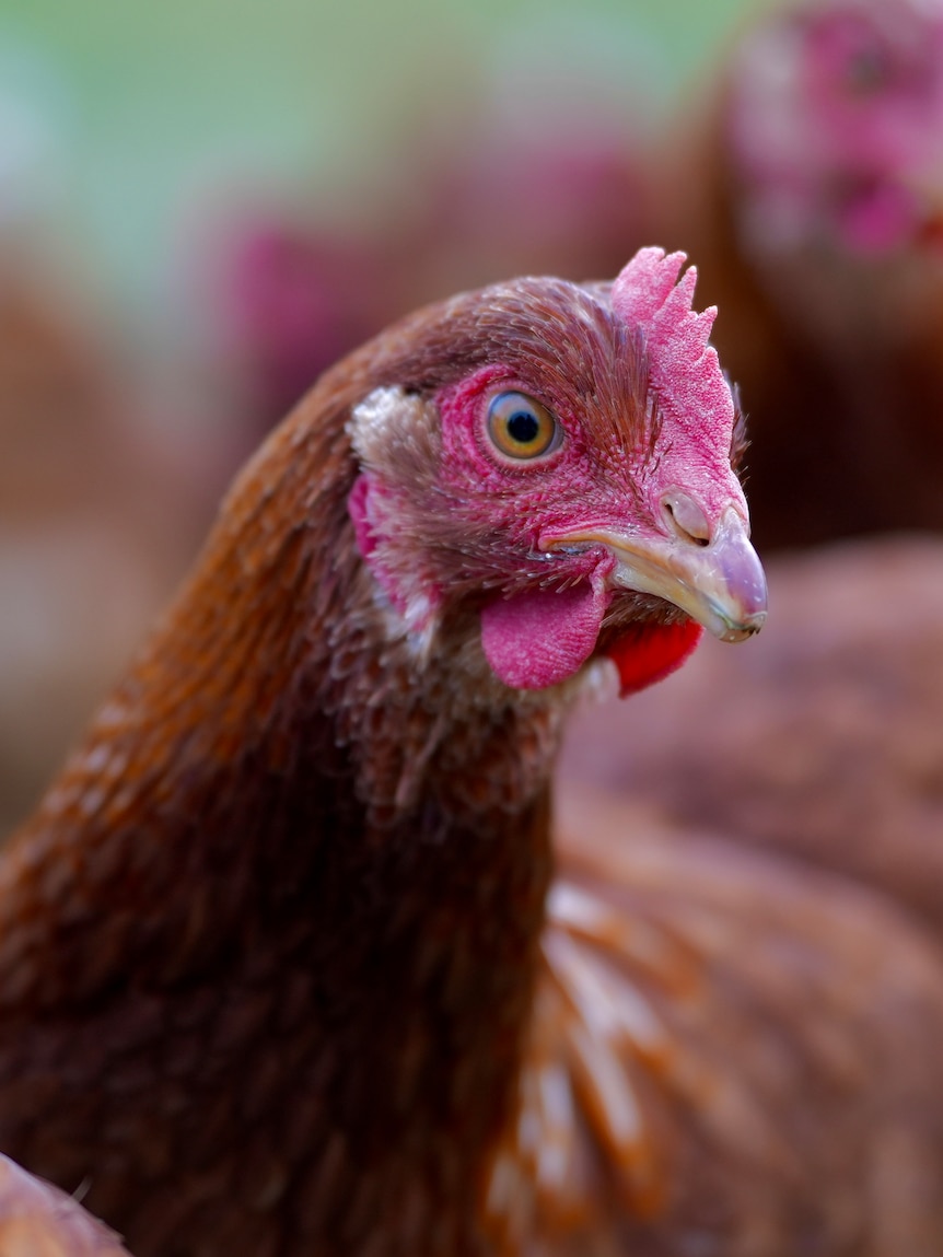 Chickens allowed free range again in Victoria as bird flu lockdown ends