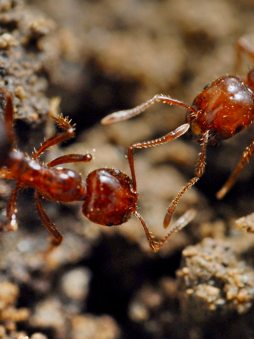Invasive fire ants return to organic farms not treated for 14 months