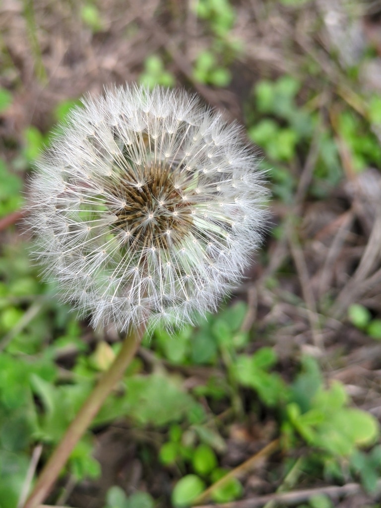 How to deal with spring weeds before they take over your garden