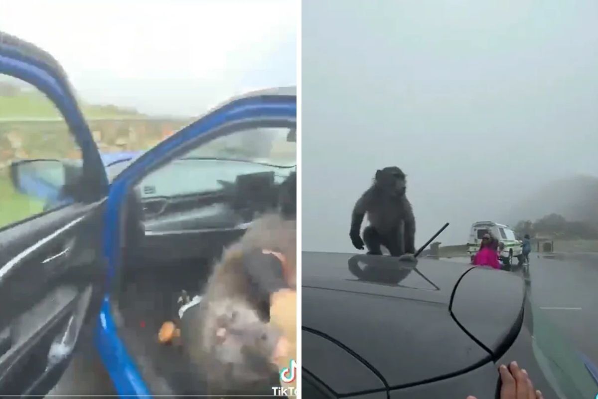 [Watch] Woman fights off Cape baboon attack in viral video