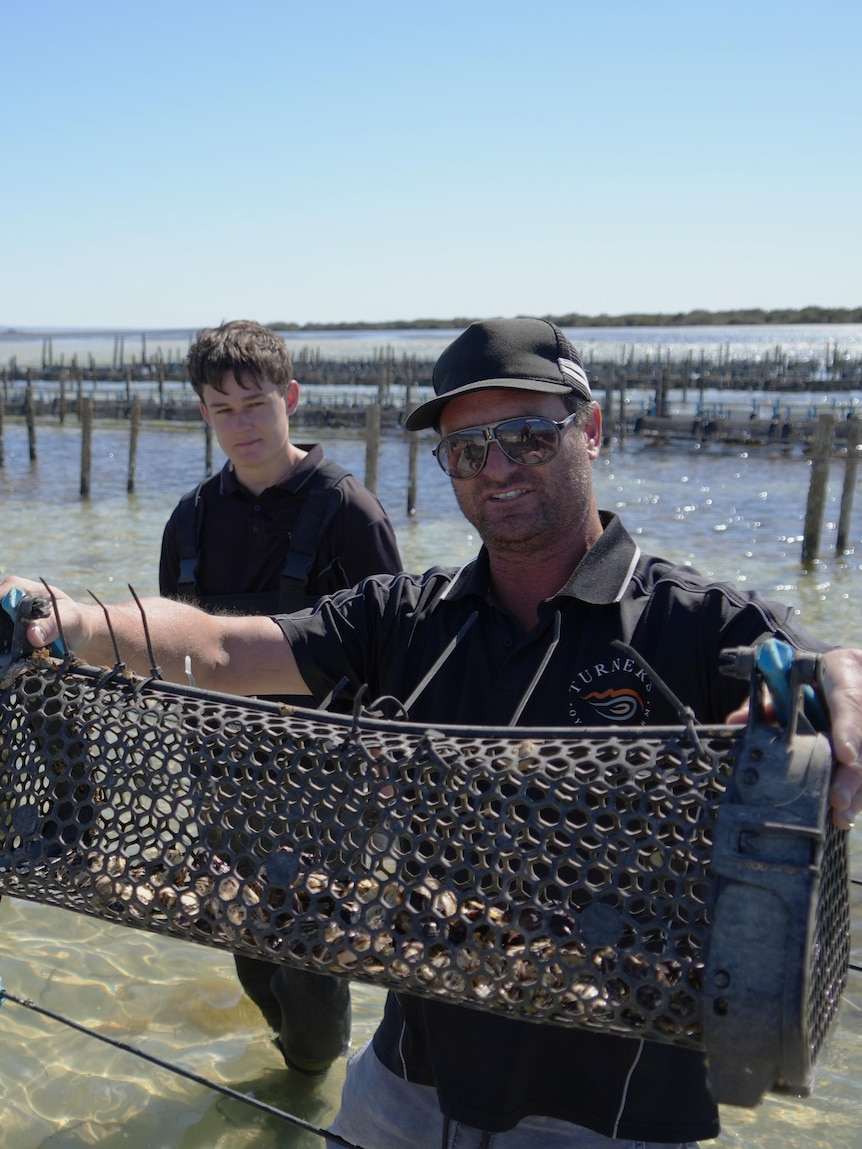 Oyster farmers cautious ahead of summer as algal bloom recovery continues