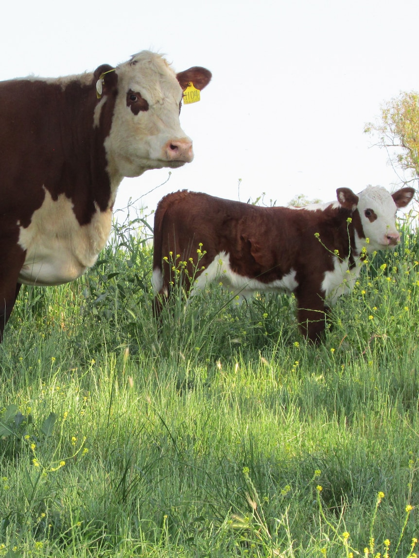 Black beats brown as marketing changes the makeup of Australian cattle herd
