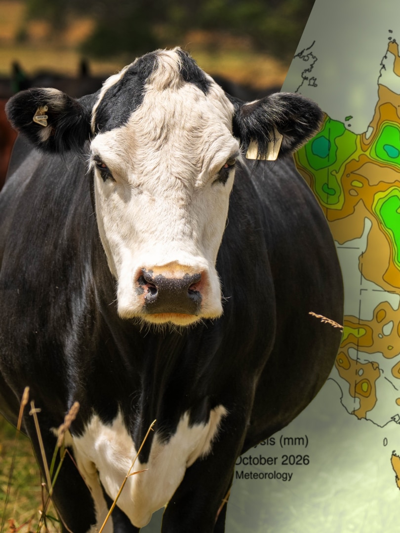 Cattle prices hit ‘a new gear’ as rain tumbles down
