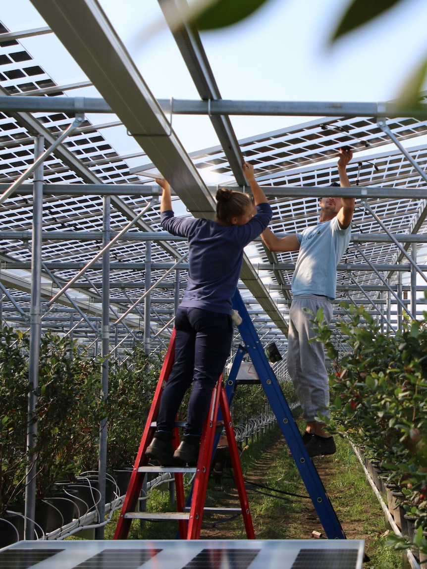 As farm fuel costs rise, clear solar might offer a solution